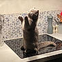 cat, gray_cat, kitchen, stovetop, range_hood, tile_backsplash, whiskers, curious, pet, indoor, countertop, domestic_cat, feline, paw, sitting, modern_kitchen, appliance, lighting, cute, animal