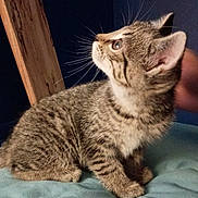 Gojo is registered to the contest to win money with this photo: animal, attention, blue_blanket, cat, curious, cute, domestic, feline, fur, hand, indoor, kitten, pets, profile, small, soft, tabby, whiskers, wood, young