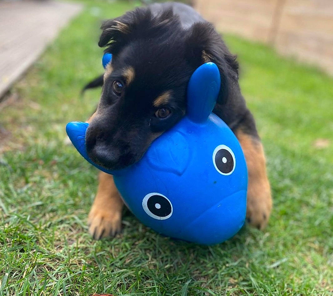 Salto a rejoint le concours — aidez-le/la à gagner de superbes lots ! carnivore, companion_dog, dog, dog_breed, dog_clothes, dog_supply, dog_toy, electric_blue, fashion_accessory, fawn, fur, grass, personal_protective_equipment, recreation, snout, stuffed_toy, toy, toy_dog, whiskers, working_animal