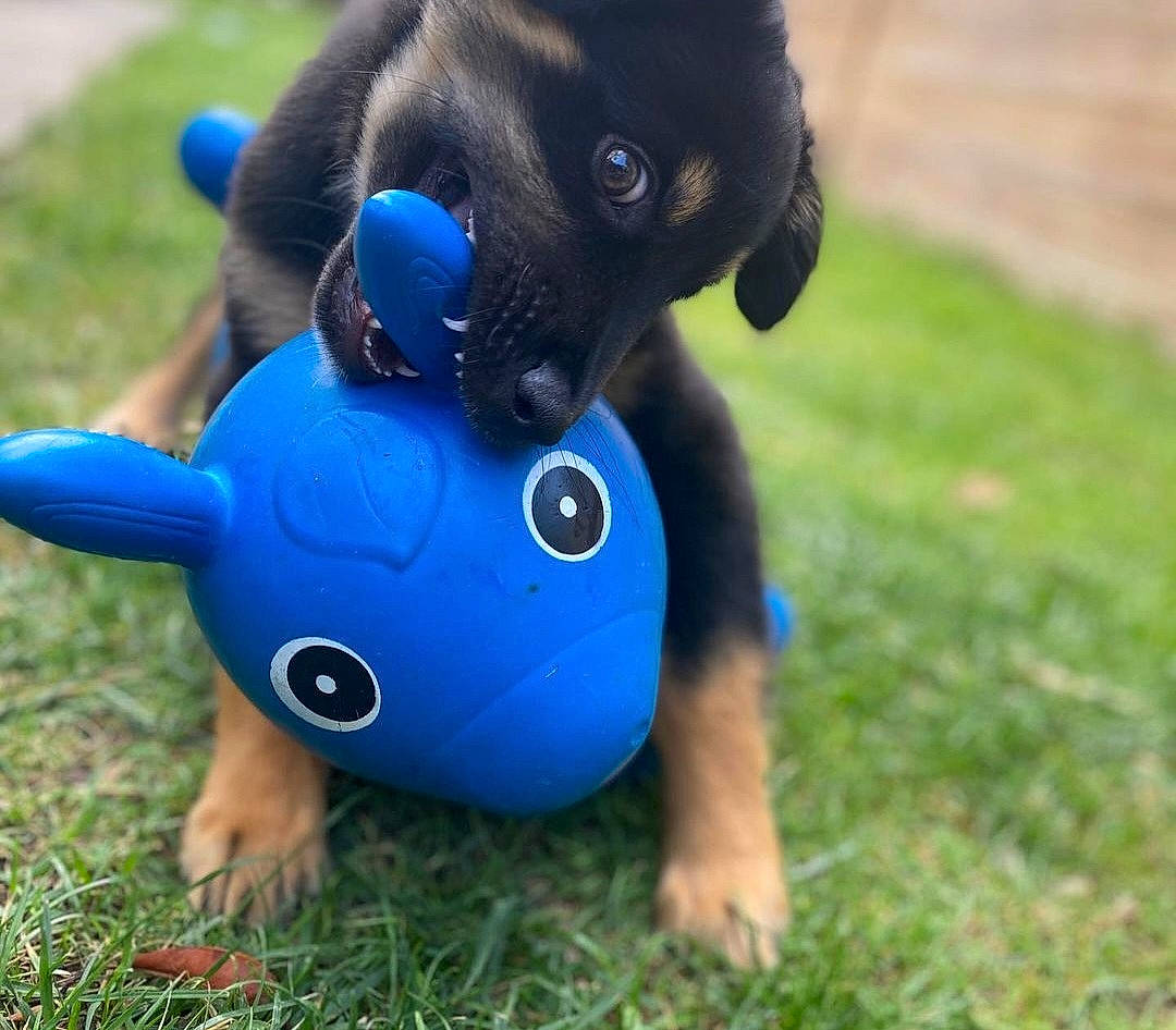 Salto a rejoint le concours — aidez-le/la à gagner de superbes lots ! animal_figure, art, companion_dog, dog_breed, electric_blue, fawn, fur, grass, nail, piggy_bank, plant, plush, snout, stuffed_toy, terrestrial_animal, thumb, toy, wildlife, working_animal