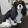 Thor participe au concours pour gagner de l'argent avec cette photo : dog, spaniel, cavalier_king_charles_spaniel, black_and_white, tricolor, long_hair, fluffy, sitting, portrait, pet, canine, puppy, brown_markings, white_chest, white_paws, feathered_ears, plume_tail, indoors, table, kitchen