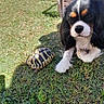 Thor a rejoint le concours — aidez-le/la à gagner de superbes lots ! dog, cavalier_king_charles_spaniel, puppy, tricolor, black_and_white, brown_markings, long_hair, floppy_ears, lying_down, grass, garden, outdoors, sunlight, tortoise, reptile, animal_companions, wooden_enclosure, flowers, pet, portrait