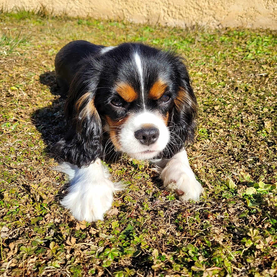 Thor a rejoint le concours — aidez-le/la à gagner de superbes lots ! animal, canine, cockerspaniel, dog, field, grass, grassland, hound, lawn, nature, outdoors, papillon, pet, plant, puppy, rock, soil, terrier, vegetation, yard