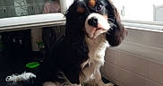 Thor participe au concours pour gagner de l'argent avec cette photo : dog, puppy, cavalier_king_charles_spaniel, tricolor, black_and_white, brown_markings, floppy_ears, long_fur, sitting, cute, portrait, pet, animal, indoors, kitchen, window, countertop, sink, puppy_eyes, photography