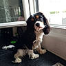 dog, puppy, cavalier_king_charles_spaniel, tricolor, black_and_white, brown_markings, floppy_ears, long_fur, sitting, cute, portrait, pet, animal, indoors, kitchen, window, countertop, sink, puppy_eyes, photography