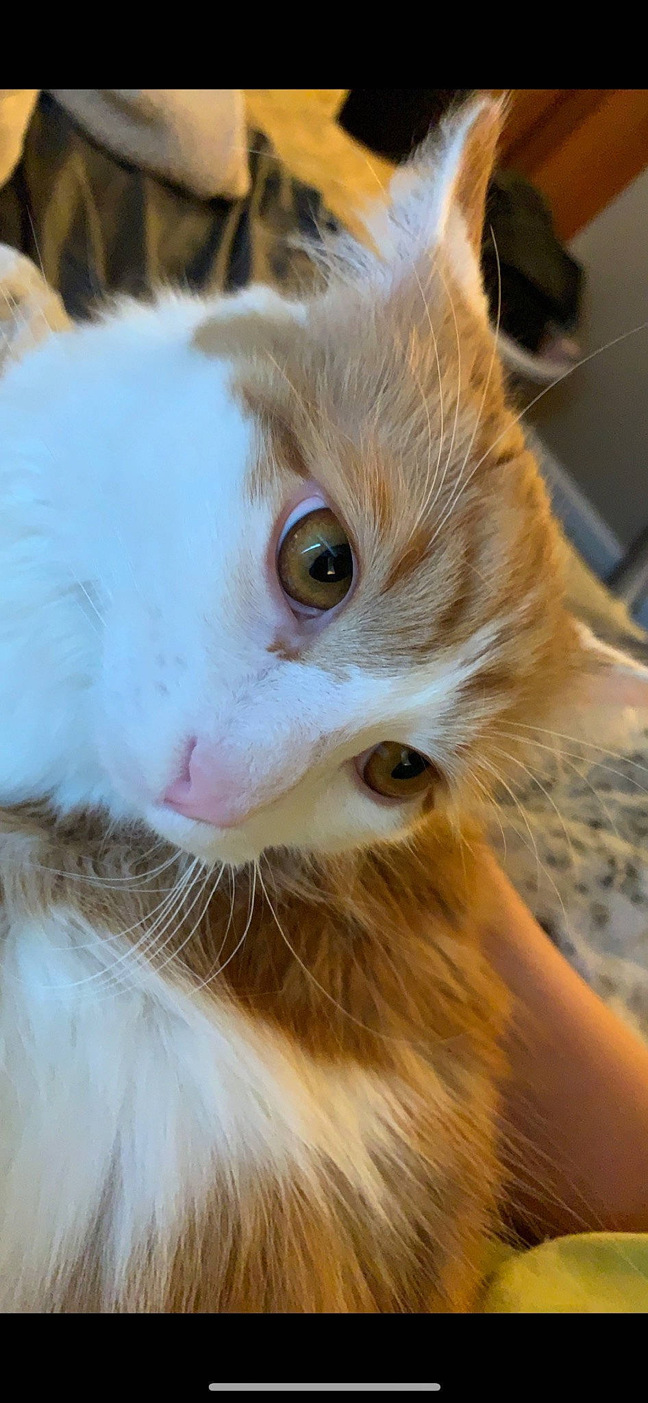 Calvin joined the competition — help win amazing prizes! carnivore, cat, close_up, domestic_short_haired_cat, eye, fawn, felidae, fur, iris, paw, small_to_medium_sized_cats, snout, terrestrial_animal, whiskers