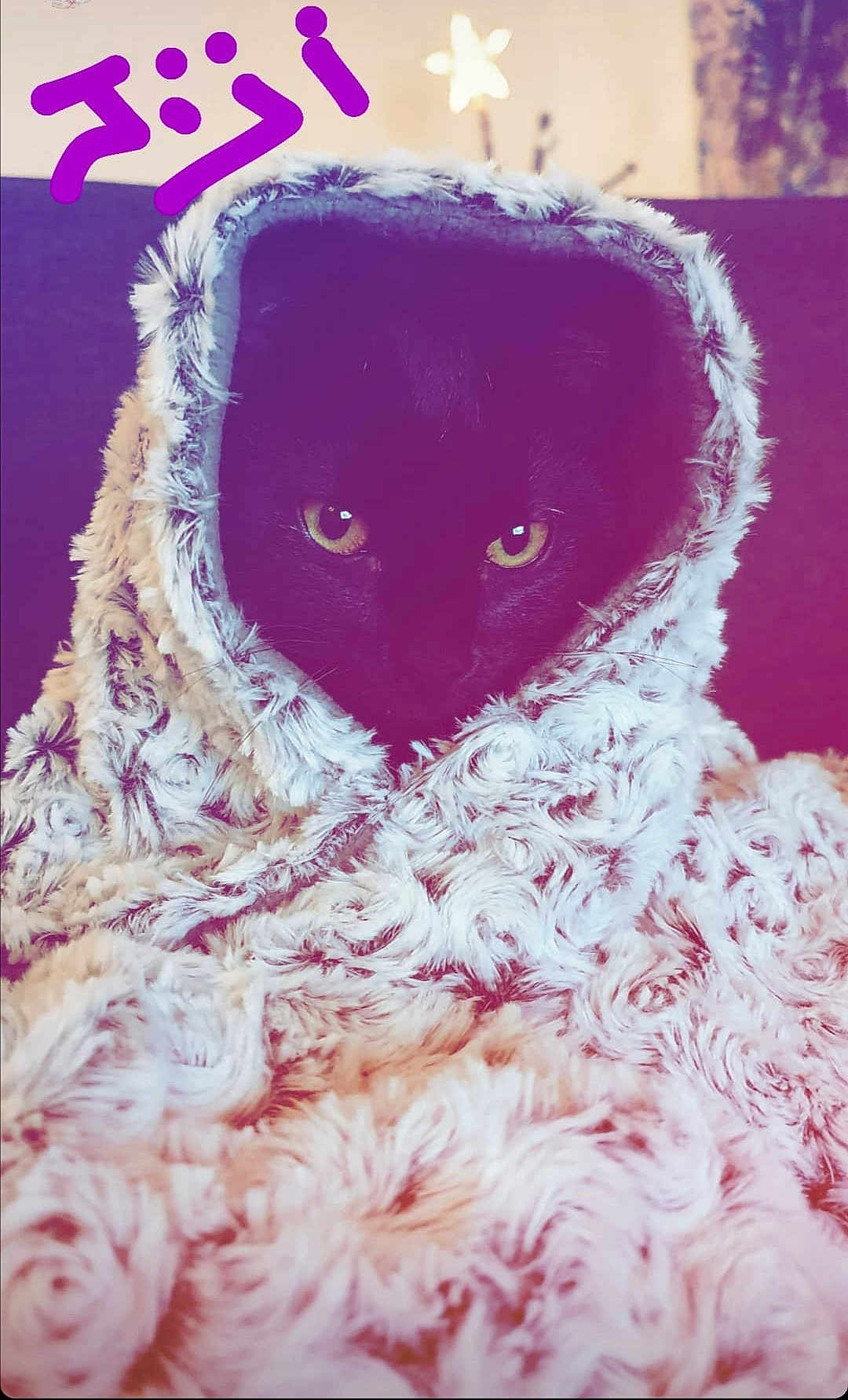 Jiji