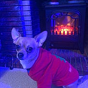 Guizmo a rejoint le concours — aidez-le/la à gagner de superbes lots ! blue_lighting, brick, carpet, chihuahua, clothing, cozy, dog, fire, fireplace, floor, home, indoor, large_ears, living_room, pet, portrait, red_outfit, sitting, small_dog, wide_eyes