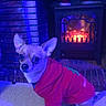 blue_lighting, brick, carpet, chihuahua, clothing, cozy, dog, fire, fireplace, floor, home, indoor, large_ears, living_room, pet, portrait, red_outfit, sitting, small_dog, wide_eyes
