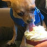Guizmo participe au concours pour gagner de l'argent avec cette photo : animal, blue_harness, chihuahua, cup, dessert, dog, food, funny, hand, indoors, leash, milkshake, person, pet, restaurant, sitting, small_dog, striped_wall, tongue, whipped_cream
