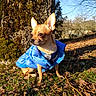 Guizmo participe au concours pour gagner de l'argent avec cette photo : animal, autumn, blue_jacket, brown_fur, chihuahua, dog, fallen_leaves, forest, grass, large_ears, moss, nature, outdoor, pet, portrait, puffer_coat, sitting, small_dog, sunlight, tree