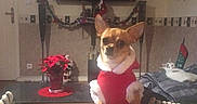 Guizmo a rejoint le concours — aidez-le/la à gagner de superbes lots ! animal, cat, chihuahua, christmas, cushion, dog, festive, garland, holiday_decorations, indoors, living_room, pet, poinsettia, portrait, santa_suit, sitting, sofa, stocking, striped_blanket, television