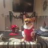 animal, cat, chihuahua, christmas, cushion, dog, festive, garland, holiday_decorations, indoors, living_room, pet, poinsettia, portrait, santa_suit, sitting, sofa, stocking, striped_blanket, television