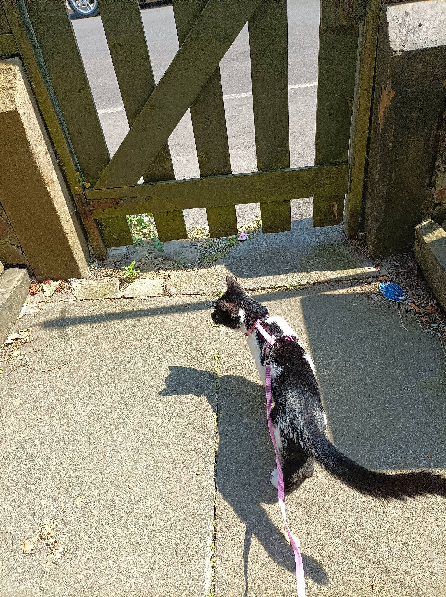 Brie joined the competition — help win amazing prizes! asphalt, carnivore, collar, companion_dog, concrete, dog_breed, felidae, flooring, grass, hardwood, leash, pet_supply, road_surface, shade, shadow, small_to_medium_sized_cats, sporting_group, tail, tints_and_shades, wood