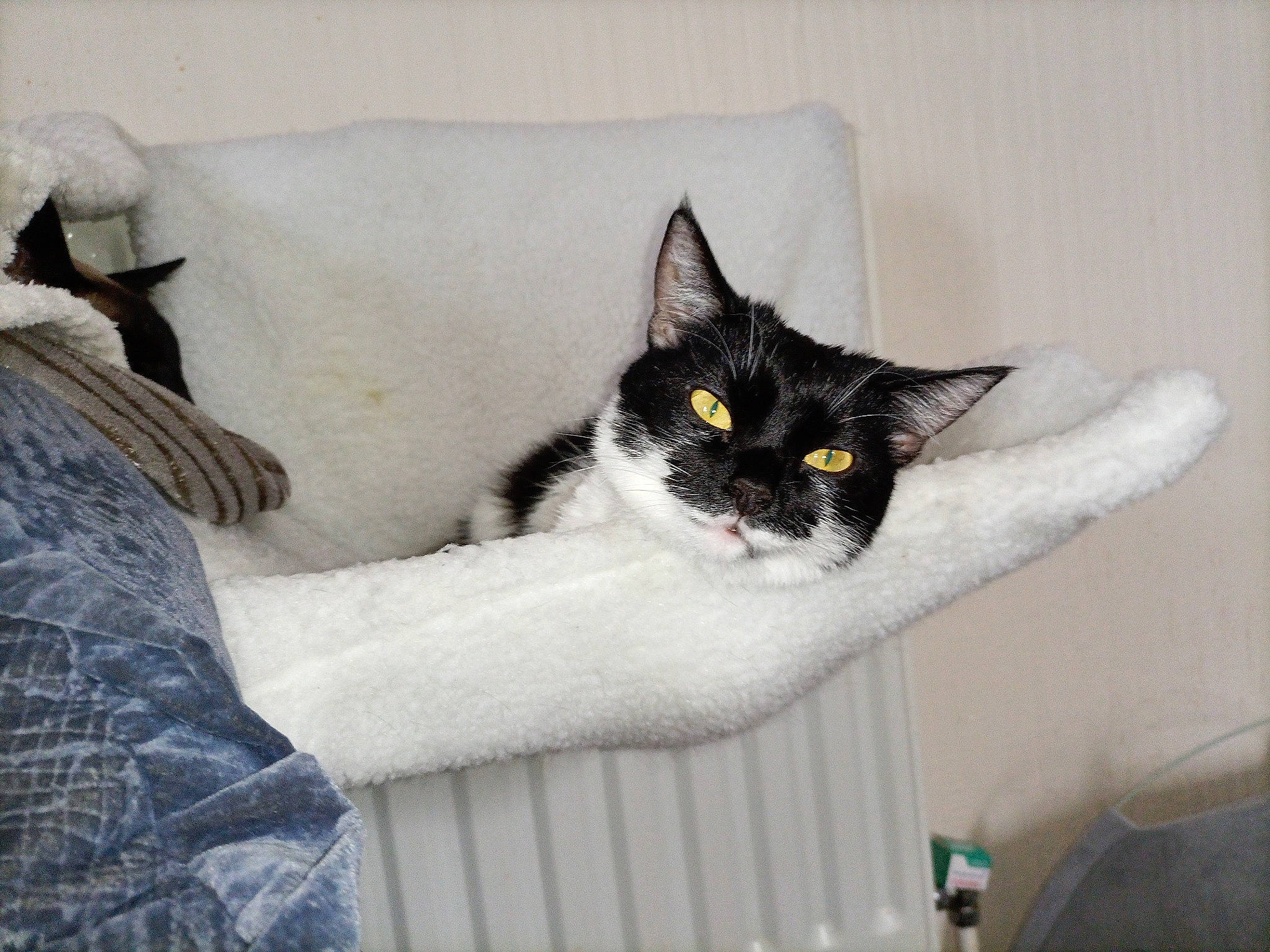 Brie joined the competition — help win amazing prizes! bedding, black_cat, carnivore, cat, cat_supply, comfort, domestic_short_haired_cat, eye, felidae, fur, grey, linens, monochrome_photography, paw, room, sitting, small_to_medium_sized_cats, tail, whiskers, window