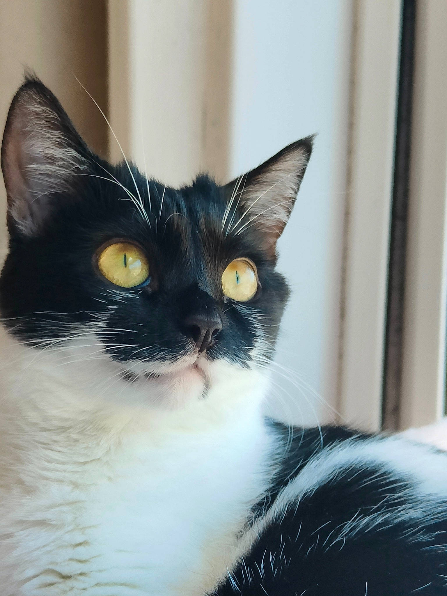 Brie joined the competition — help win amazing prizes! black_cat, carnivore, cat, domestic_short_haired_cat, eye, felidae, formal_wear, fur, iris, monochrome_photography, small_to_medium_sized_cats, snout, tail, whiskers, window