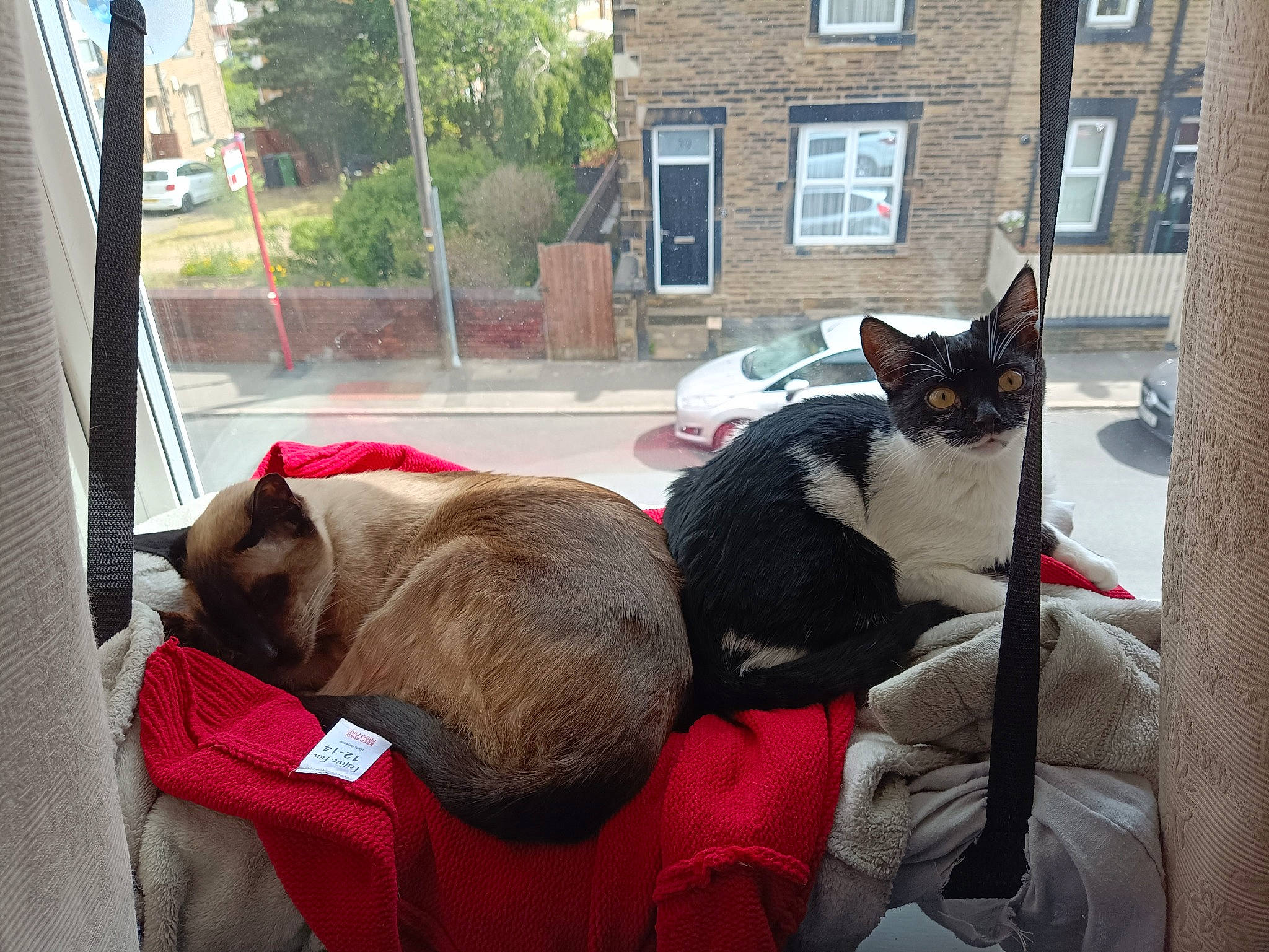 Brie joined the competition — help win amazing prizes! canidae, carnivore, cat, collar, comfort, companion_dog, dog_breed, fawn, felidae, fur, house, plant, small_to_medium_sized_cats, snout, sporting_group, tail, tree, vertebrate, whiskers, window