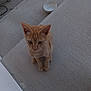 cat, kitten, orange_tabby, concrete, bowl, outdoor, pet, animal, young_cat, curious, sitting, small, feline, ears, whiskers, paws, looking_down, domestic_cat, cute, companion