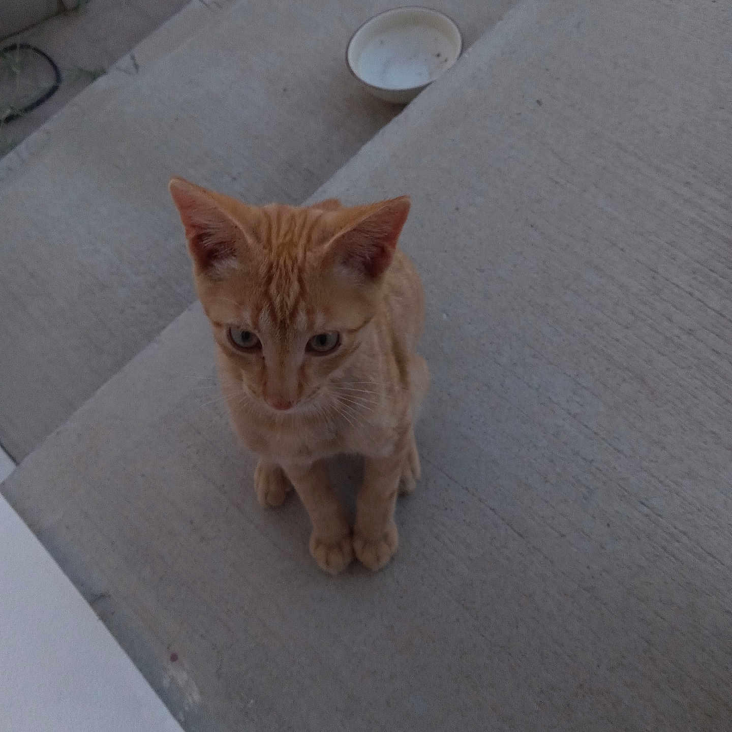 Oc For Orange Cat joined the competition — help win amazing prizes! animal, bowl, cat, companion, concrete, curious, cute, domestic_cat, ears, feline, kitten, looking_down, orange_tabby, outdoor, paws, pet, sitting, small, whiskers, young_cat