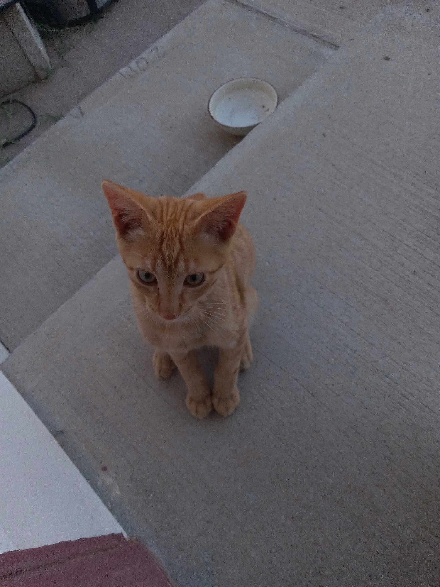 Oc For Orange Cat joined the competition — help win amazing prizes! cat, kitten, orange_tabby, concrete, bowl, outdoor, pet, animal, young_cat, curious, sitting, small, feline, ears, whiskers, paws, looking_down, domestic_cat, cute, companion