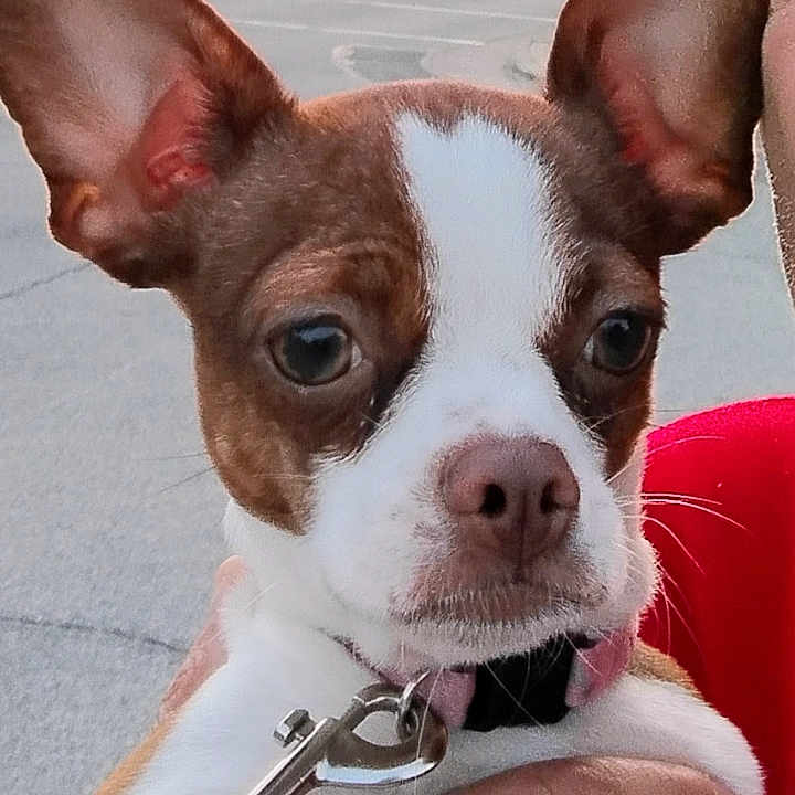 Blue joined the competition — help win amazing prizes! animal, brown_and_white, building, close_up, collar, curious, dog, ears, hand, human_interaction, leash, outdoor, person, pet, puppy, sky, small_dog, street, sunset, urban