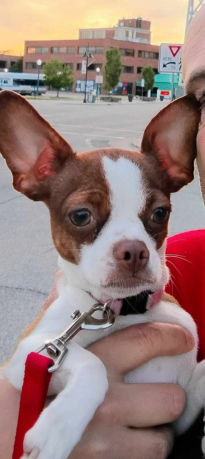 Blue joined the competition — help win amazing prizes! dog, pet, small_dog, puppy, ears, leash, collar, hand, person, urban, street, building, sunset, sky, outdoor, close_up, brown_and_white, curious, animal, human_interaction