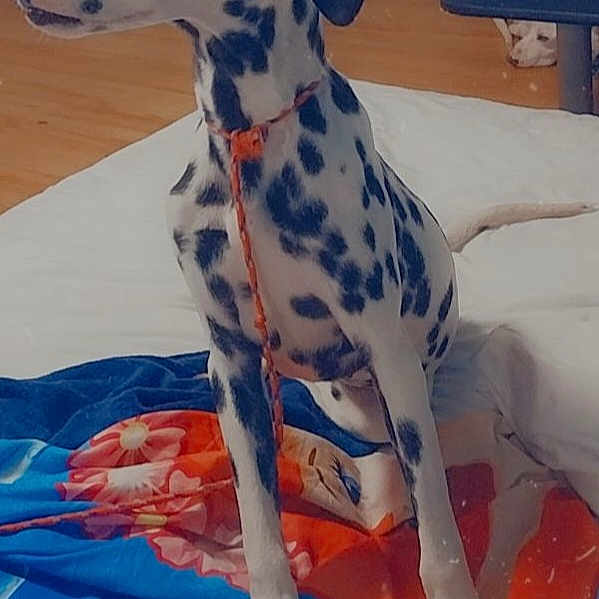 Nakota is registered to the contest to win money with this photo: blue, canidae, carnivore, comfort, companion_dog, dog, dog_breed, dog_supply, electric_blue, fawn, human_leg, non_sporting_group, pattern, snout, sporting_group, terrestrial_animal, white, working_animal