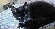 Finnegan Gustav joined the competition — help win amazing prizes! bed, bedding, black_cat, blanket, cat, close_up, cozy, curled_up, domestic_animal, ears, eyes, feline, indoor, kitten, paw, paw_pads, pet, sleeping, tuxedo_cat, whiskers
