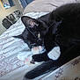 Finnegan Gustav is registered to the contest to win money with this photo: cat, tuxedo_cat, black_cat, paw, paw_pads, whiskers, bed, bedsheet, floral_pattern, pet, domestic_animal, sleepy, close_up, fur, tail, ear, indoor, relaxed, portrait, cute