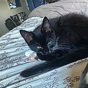 Finnegan Gustav is registered to the contest to win money with this photo: cat, black_cat, kitten, bed, blanket, paw, whiskers, ear, tail, indoor, bedroom, floral_pattern, sheet, sleeping, cozy, pet, close_up, fur, yellow_eyes, resting