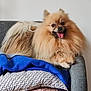 Simki participe au concours pour gagner de l'argent avec cette photo : dog, pomeranian, fluffy, tongue_out, happy, couch, pillow, blanket, indoor, pet, smiling, fur, animal, domestic, resting, living_room, cute, small_dog, friendly, companion