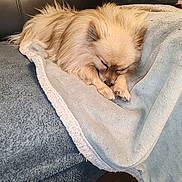 Simki participe au concours pour gagner de l'argent avec cette photo : dog, sleeping, blanket, couch, indoor, cozy, fur, pet, relaxing, resting, brown, furniture, human_arm, soft, comfort, domestic, cute, animal, nap, living_room