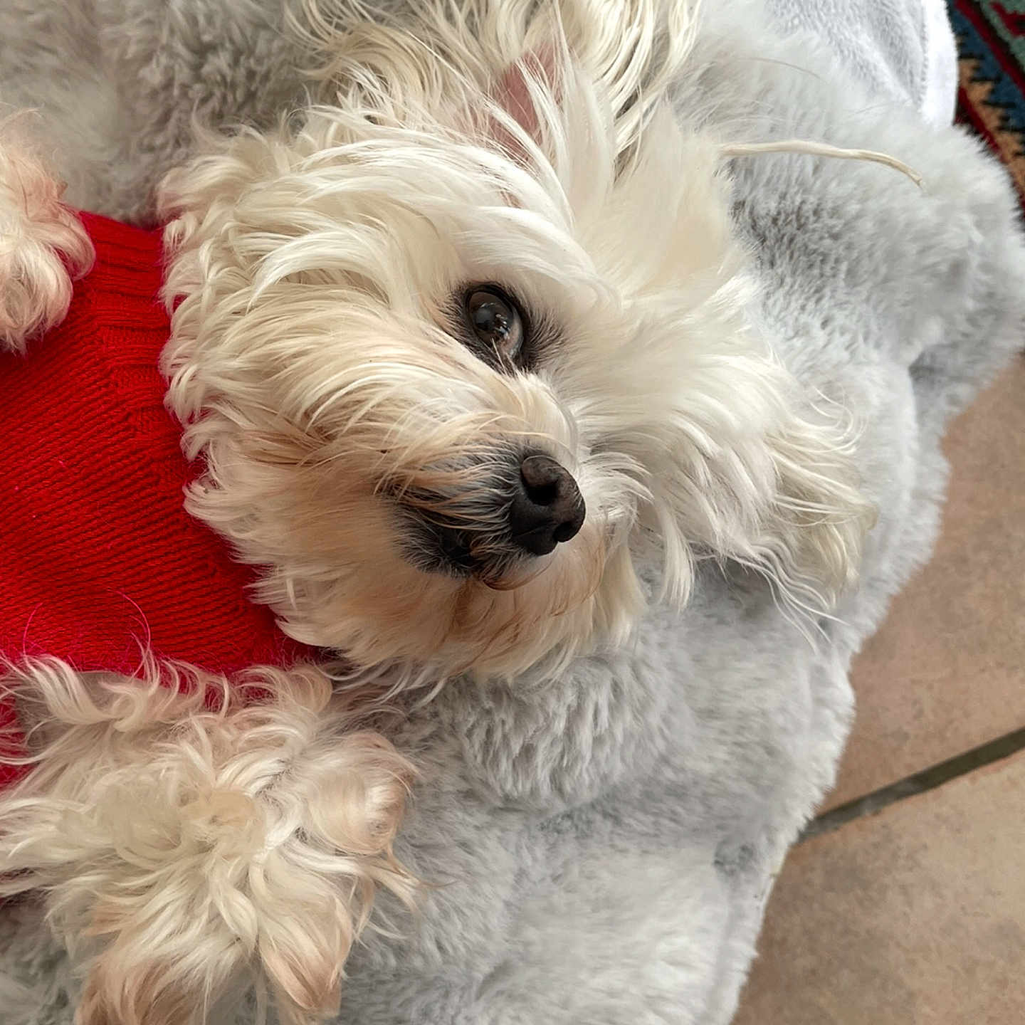 Laila a rejoint le concours — aidez-le/la à gagner de superbes lots ! animal, blanket, comfort, companion, cozy, cute, dog, fluffy, fur, home, indoor, laying_down, looking_up, paw, pet, red_sweater, relaxed, snout, soft_texture, white_dog