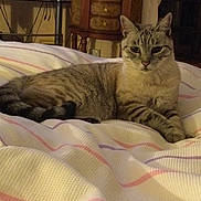 Minouchette a rejoint le concours — aidez-le/la à gagner de superbes lots ! cat, tabby, striped_blanket, indoor, furniture, wooden_cabinet, cozy, pet, animal, resting, relaxed, fur, whiskers, ears, tail, bedroom, home, domestic, cute, calm