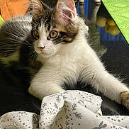 Pacha a rejoint le concours — aidez-le/la à gagner de superbes lots ! animal, black_surface, cat, close_up, curious, decor, domestic_cat, ears, fabric, home, indoor, kitten, laying_down, pet, relaxed, soft_fur, tabby, table, whiskers, white_fur