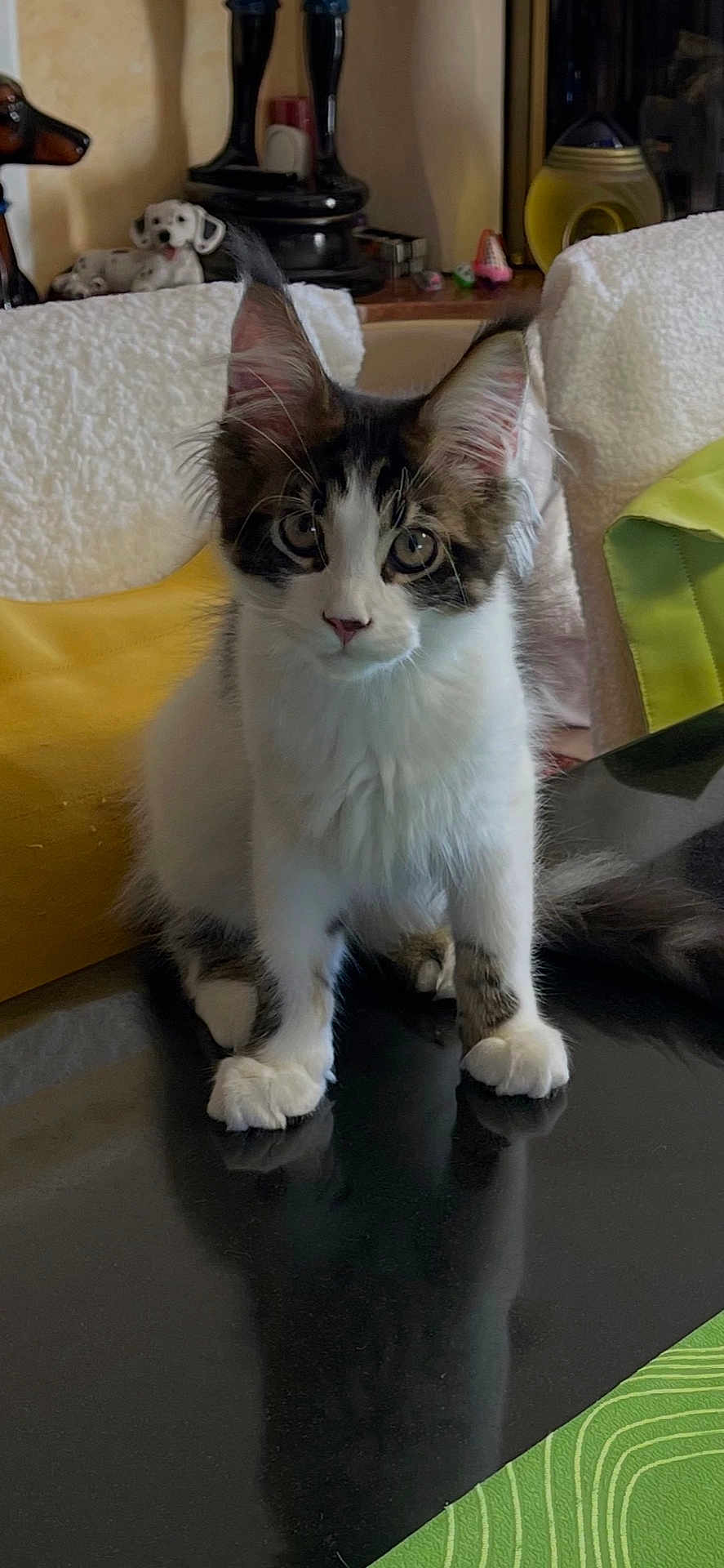 Pacha a rejoint le concours — aidez-le/la à gagner de superbes lots ! kitten, cat, pet, curious, ears, reflection, black_surface, indoor, cozy, blanket, figurine, dog_figurine, white, brown, fur, young_cat, sitting, animal, domestic, cute