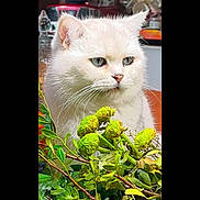Harry a rejoint le concours — aidez-le/la à gagner de superbes lots ! white_cat, cat, green_eyes, plants, indoor, household, feline, fluffy, curious, green_leaves, flower_buds, pet, domestic_animal, closeup, portrait, nature, animal, whiskers, ears, background_blur