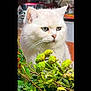white_cat, cat, green_eyes, plants, indoor, household, feline, fluffy, curious, green_leaves, flower_buds, pet, domestic_animal, closeup, portrait, nature, animal, whiskers, ears, background_blur