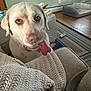 blanket, chew_toy, close_up, cozy, cushion, dog, dog_bed, eyes, furniture, hardwood_floor, indoor, labrador, living_room, nose, pet, portrait, rug, sofa, tongue_out, whiskers