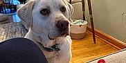 Rubble joined the competition — help win amazing prizes! armchair, attentive, basket, brown_nose, close_up, couch, dining_table, dog, dog_collar, eyes, floor_lamp, human_leg, indoor, labrador_retriever, living_room, pet, plush_toy, rug, white_fur, wooden_floor