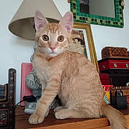Moustache participe au concours pour gagner de l'argent avec cette photo : cat, orange_cat, white_chest, pet, animal, sitting, portrait, close_up, indoors, wooden_table, lamp, mirror, framed_art, furniture, home_decor, green_tiles, alert, whiskers, ears, tail