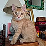 cat, orange_cat, white_chest, pet, animal, sitting, portrait, close_up, indoors, wooden_table, lamp, mirror, framed_art, furniture, home_decor, green_tiles, alert, whiskers, ears, tail