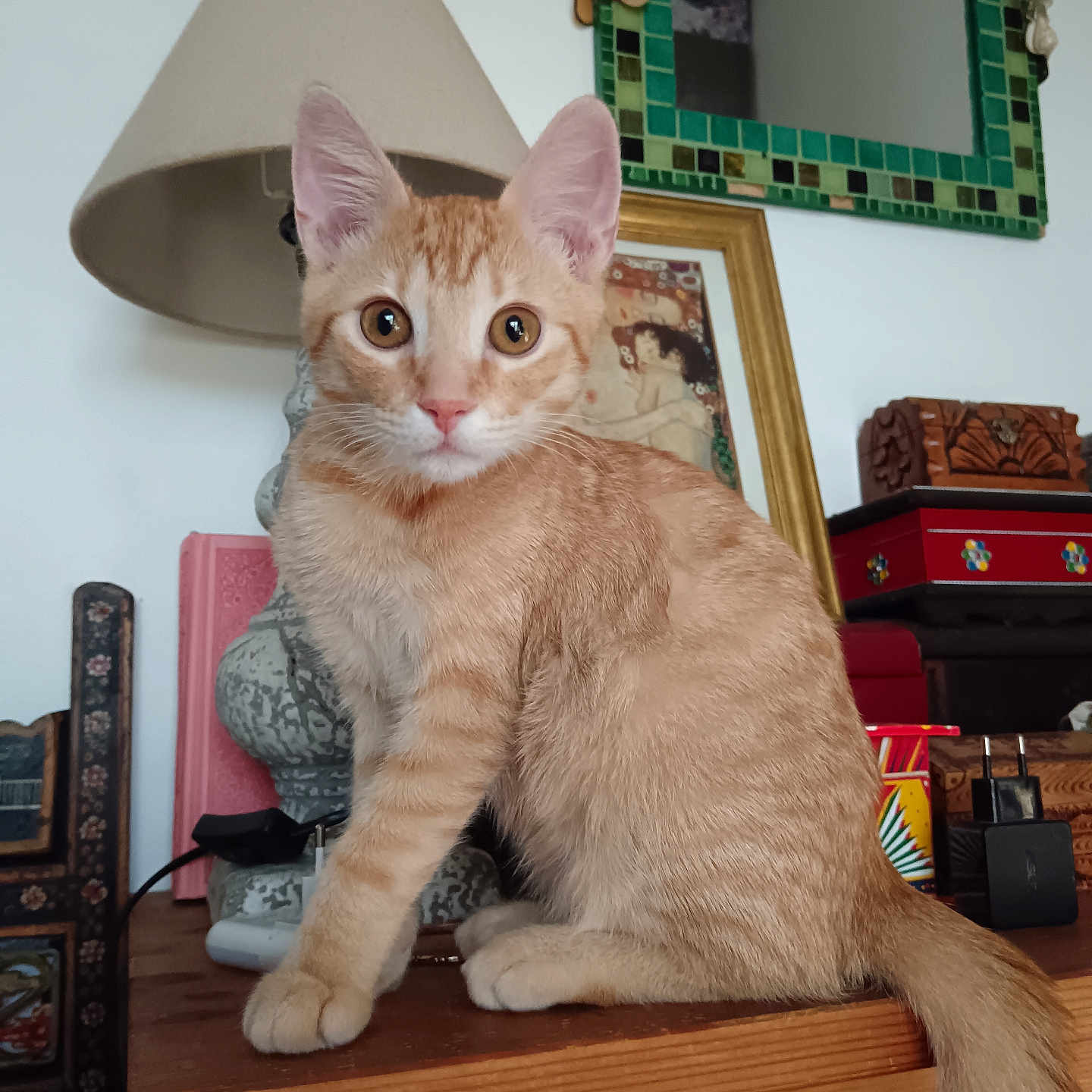 Moustache participe au concours pour gagner de l'argent avec cette photo : cat, orange_cat, white_chest, pet, animal, sitting, portrait, close_up, indoors, wooden_table, lamp, mirror, framed_art, furniture, home_decor, green_tiles, alert, whiskers, ears, tail