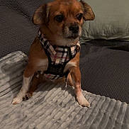 Lola a rejoint le concours — aidez-le/la à gagner de superbes lots ! dog, small_dog, plaid_harness, pet, indoor, blanket, couch, pillow, brown_dog, alert, sitting, furniture, cozy, texture, canine, companion, animal, domestic, portrait, household