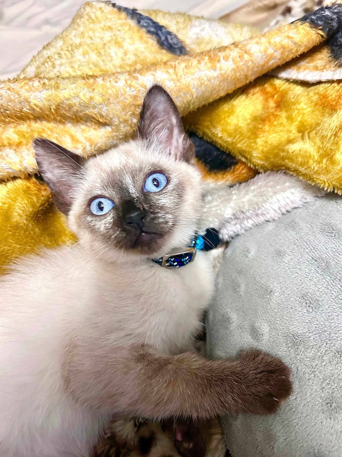 Nova