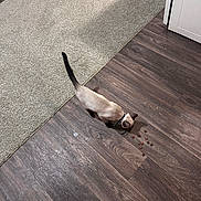 Nova is registered to the contest to win money with this photo: cat, siamese_cat, pet, food, kibble, floor, wooden_floor, carpet, indoor, home, cabinet, animal, feline, curious, feeding, collar, tail, paw, domestic, foot