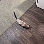 cat, siamese_cat, pet, food, kibble, floor, wooden_floor, carpet, indoor, home, cabinet, animal, feline, curious, feeding, collar, tail, paw, domestic, foot