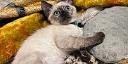 Nova joined the competition — help win amazing prizes! kitten, siamese_cat, blue_eyes, fluffy, pet, indoor, blanket, leopard_print, yellow_blanket, bed, cozy, fur, cute, relaxed, paw, collar, texture, soft, resting, curious
