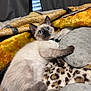 kitten, siamese_cat, blue_eyes, fluffy, pet, indoor, blanket, leopard_print, yellow_blanket, bed, cozy, fur, cute, relaxed, paw, collar, texture, soft, resting, curious