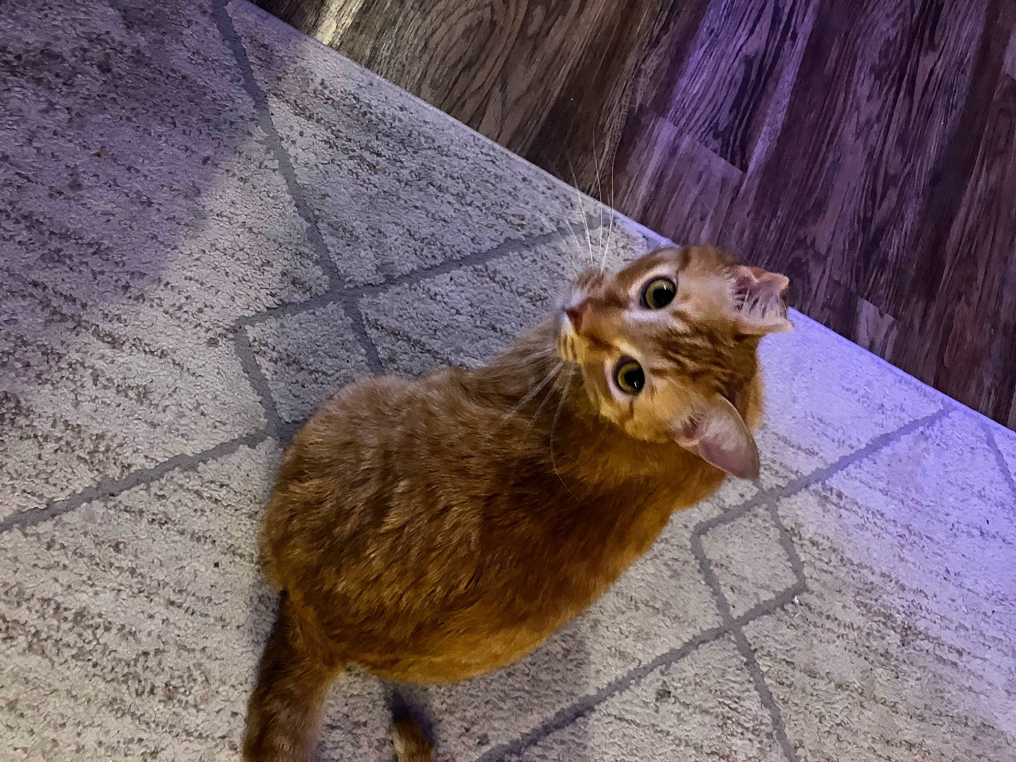 Georgie joined the competition — help win amazing prizes! canidae, carnivore, cat, claw, dog_breed, domestic_short_haired_cat, fawn, felidae, fox_squirrel, fur, paw, rodent, small_to_medium_sized_cats, snout, sporting_group, tail, terrestrial_animal, whiskers, wildlife, wood